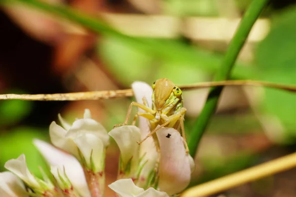 坐在一棵植物的绿叶上的高加索绿叶跳蚤的前面的特写镜头 — 图库照片
