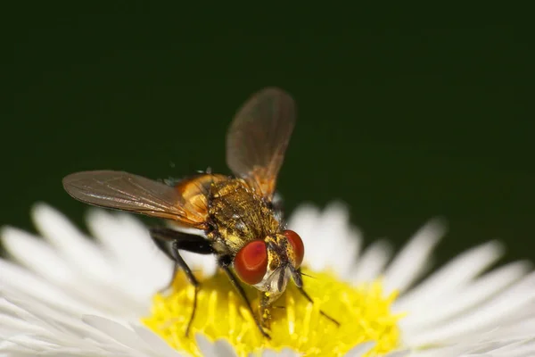 Gros Plan Vue Face Une Petite Mouche Blanche Pelucheuse Syrphidés — Photo