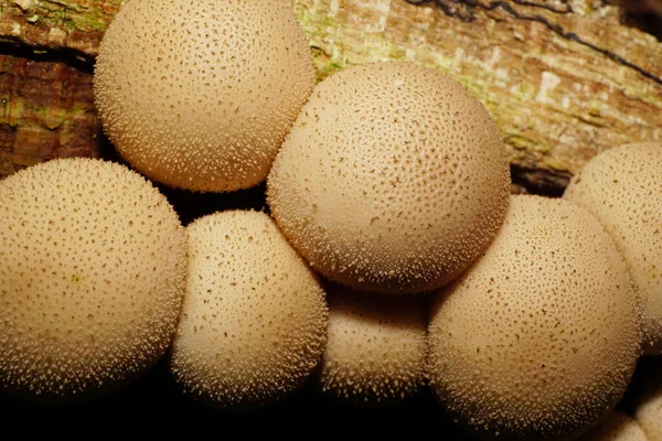 Makro Aus Jungen Klumpigen Hellbraunen Kaukasischen Pilzen Lycoperdon Regenmantel Wächst — Stockfoto