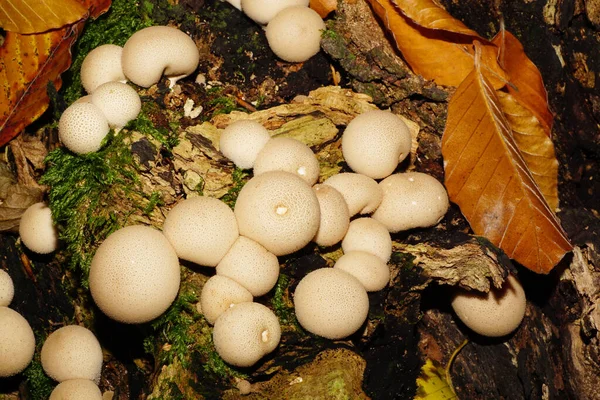 Macro Jeunes Champignons Brun Clair Caucasiens Lycoperdon Imperméable Poussant Sur — Photo