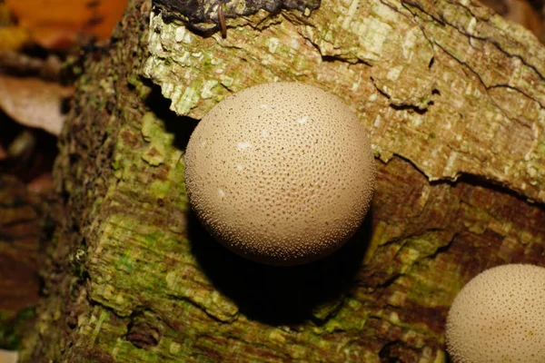 Detailní Záběr Špinavé Mladé Světle Hnědé Bělošské Houby Lycoperdon Pláštěnku — Stock fotografie