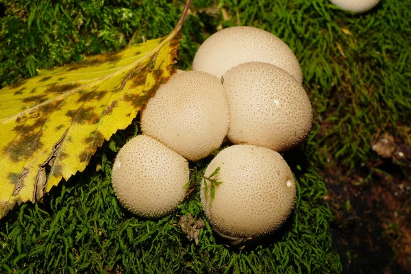 Macro Van Een Groep Grungy Lichtbruine Kaukasische Paddenstoelen Lycoperdon Regenjas — Stockfoto