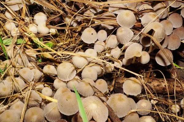 Makro Kaukasisk Ljusbrun Svamp Coprinus Copse Växer Ett Kastanjeträd Hösten — Stockfoto