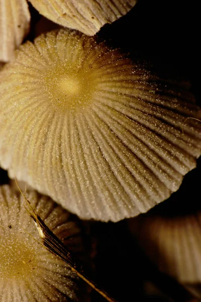 Close View Group Caucasian Light Brown Mushroom Coprinus Copse Growing — Stock Photo, Image