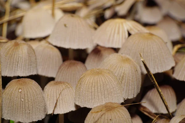 秋に栗の木の下で成長する白亜色の薄茶色のキノココプリヌスの群生のクローズアップ — ストック写真