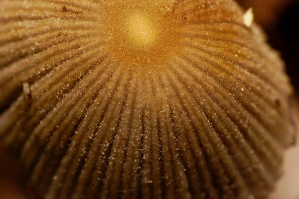 Makro Pohled Shora Světle Hnědou Bělošskou Houbu Coprinus Rostoucí Pod — Stock fotografie