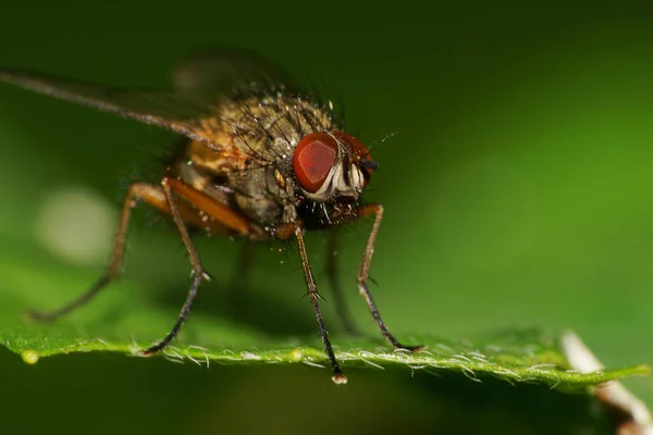 Makrofrontansicht Kaukasische Bunte Fliegen Mit Langen Beinen Und Großen Augen — Stockfoto