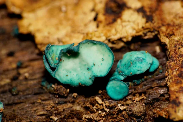 Macro Group Caucasian Mushrooms Chlorocyboria Blue Green Chlorociboria Aeruginascens Growing — Stock Photo, Image