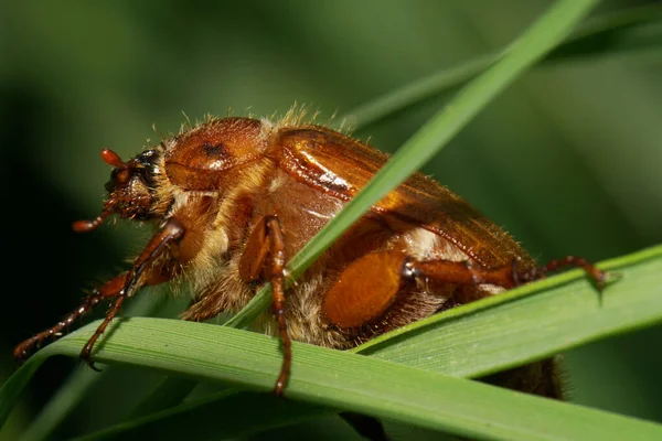 Macro Brown Young Caucasian May Beetle Scarabaeidae Paws Green Grass —  Fotos de Stock