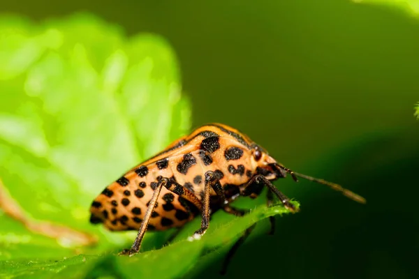 Detailní Pohled Načechranou Nesourodou Bělošskou Štěnici Pentatomidae Sedící Zeleném Listě — Stock fotografie