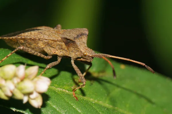 Macro Brown Caucasian Bug Hemiptera Long Antennae Paws Lea — Stock Photo, Image