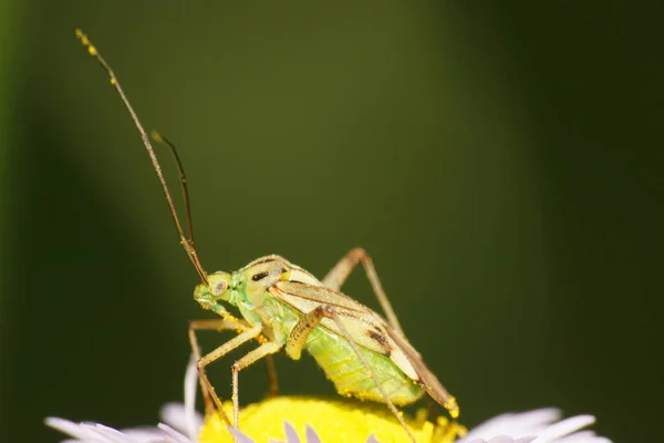 Macro Insecto Verde Caucásico Hemiptera Con Largas Antenas Sobre Una — Foto de Stock