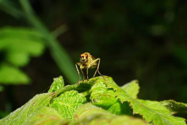 Vista Frontal Mosca Marrom Caucasiana Predatória Asilidae Com Olhos Vermelhos — Fotografia de Stock