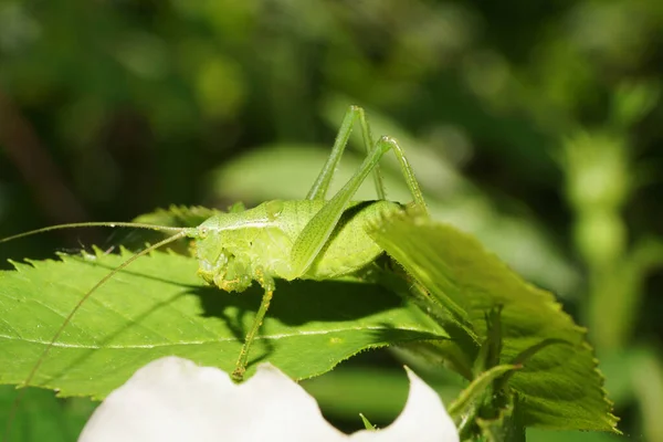 Uzun burunlu yeşil beyaz çekirge Makro 'su Tettigonia baharda bir dogrose' un yeşil yaprakları üzerinde                               