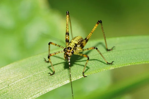 Vista Macro Desde Frente Pequeño Saltamontes Patas Largas Color Verde — Foto de Stock