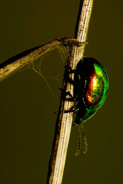 Vue Latérale Une Cicadelle Blanche Verte Chrysolina Graminis Assise Sur — Photo