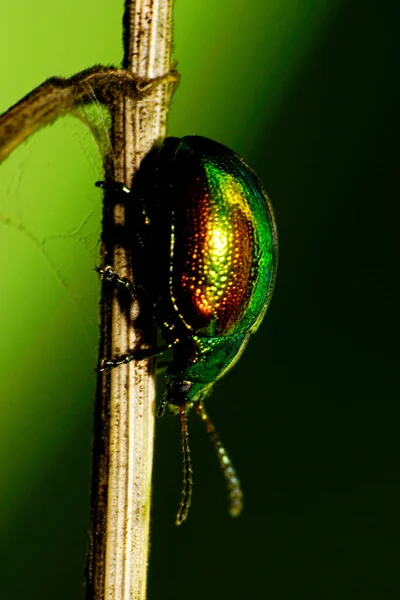 Macro Panfleto Caucasiano Verde Chrysolina Graminis Sentado Tronco Verde Uma — Fotografia de Stock