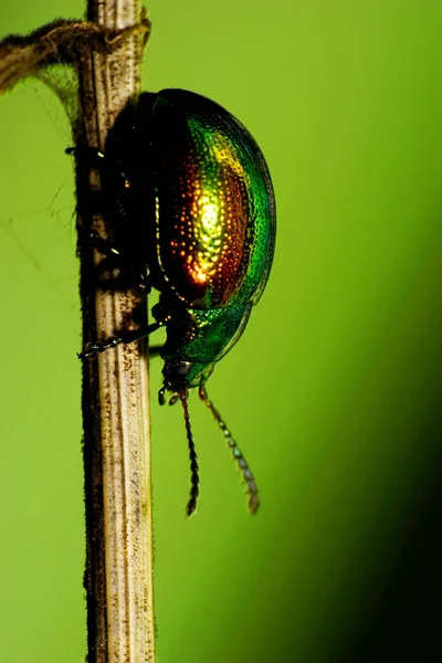 Yeşil bir Kafkas yaprağına yakın plan Chrysolina graminileri bir bitkinin yeşil sapında beyaz bir yaz ısırganının üzerinde oturuyorlar.                               