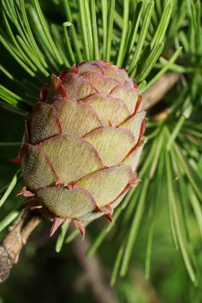 Makro Cüce Balığı Larix Tarlakuşunun Genç Konileri Baharda Dallarda Iğnelerde — Stok fotoğraf