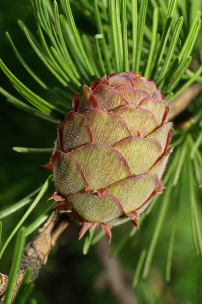 Bir Cücenin Önünden Makro Manzara Ilkbaharda Dallarda Iğnelerde Büyüyen Genç — Stok fotoğraf