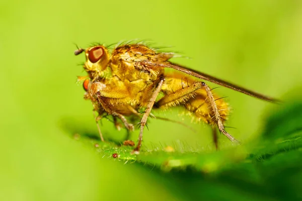 Macro of a light brown flies of Asilidae pin seated on a fluffy green leaf in summer