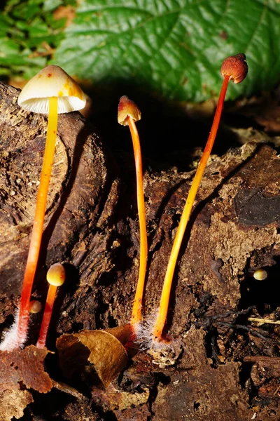 캅카스 균사체의 Mycena Haematopus Mycena Haematopus 잎에서 근처에서 자라고 — 스톡 사진