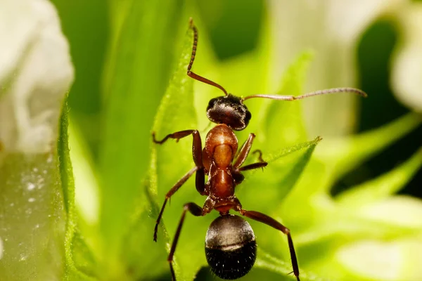 Yakın plan kahverengi karınca beyaz beyaz ısırgan ısırgan otuyla bembeyaz bembeyaz oturuyor.                               