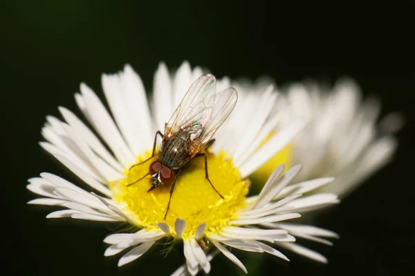 Nahaufnahme Der Kaukasischen Kleinen Kaukasischen Grau Braunen Fliegensprossen Delia Platura — Stockfoto