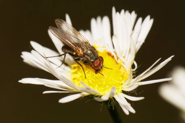 Macrogrijs Bruin Kaukasische Vlieg Kiemen Delia Platura Eten Een Geel — Stockfoto