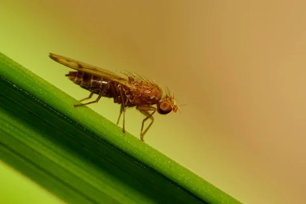 Winged, Caucasian and and fluffy fly Opomyza florum sitting on a green stalk