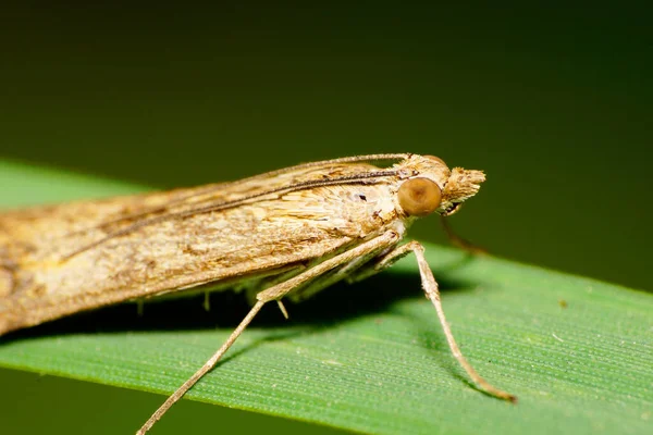 Macro Side View Caucasian Light Fluffy Moth Legs Wings Eyes — Stock Photo, Image