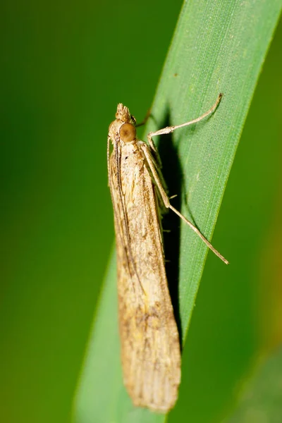 Macro Side View Caucasian Light Fluffy Moth Legs Wings Big — Stock Photo, Image