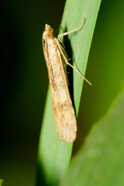 Macro Side View Caucasian Light Fluffy Moth Legs Wings Eyes — Stock Photo, Image