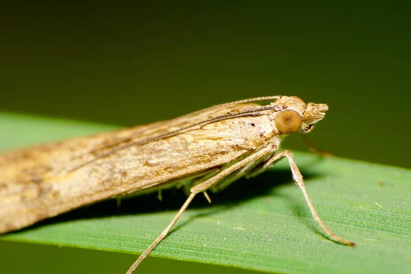 Macro Side View Front Large Light Fluffy Moth Krylmi Caucasian — Stock Photo, Image