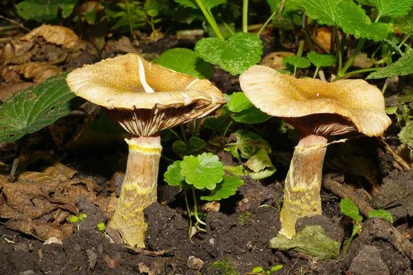 İki açık kahverengi Kafkas mantarı makro Kuzey Armillaria borealis yapraklı bir ağacın yanında yetişir.