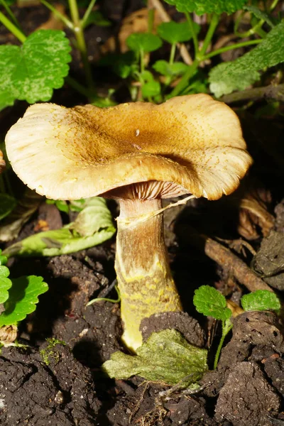 Macro of caucasian and light-brown mushrooms sprouting northern Armillaria borealis growing near a tree