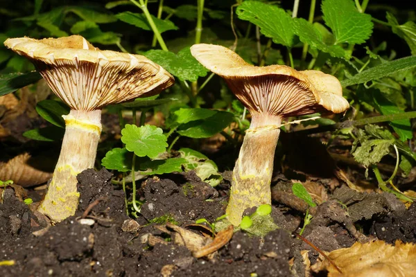 葉の木の近くで成長しているスポンジ状の北部のArmillaria Borealisを持つ2つの薄茶色のコーカサスキノコのクローズアップ — ストック写真