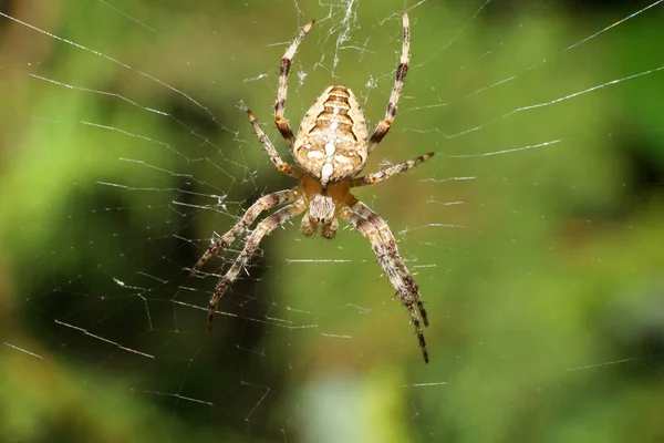 Crocefisso Caucasico Multicolore Piccolo Ragno Bianco Beige Araneus Diadematus Con — Foto Stock