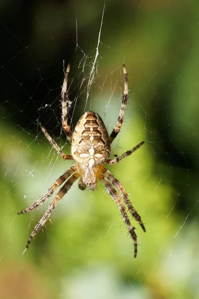 Närbild Flerfärgad Liten Vit Beige Spindel Crosspiece Araneus Diadematus Med — Stockfoto