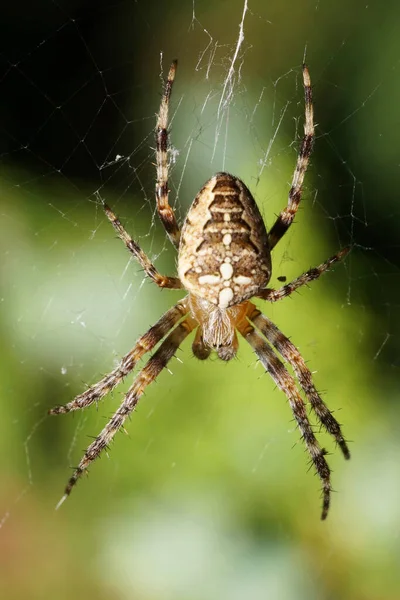 Macro Multicolore Piccolo Ragno Bianco Croce Araneus Diadematus Con Una — Foto Stock