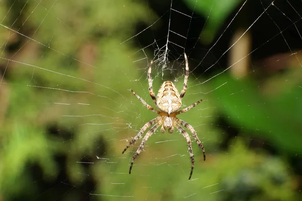 Close Van Een Klein Kaukasisch Beige Spinnenkruisje Araneus Diadematus Het — Stockfoto