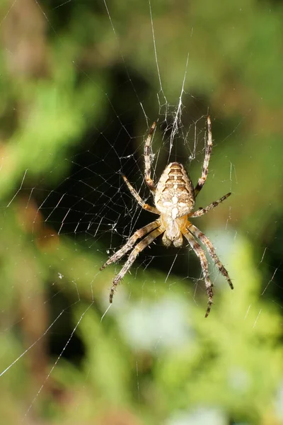 Close Van Een Beige Wit Spinnenkruisje Araneus Diadematus Een Web — Stockfoto