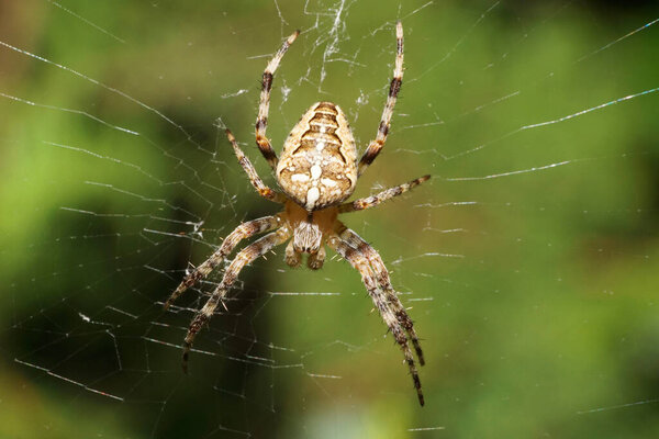 Макро вид сверху на Кавказский маленький паук-перекресток Araneus diadematus с крестом на спине в паутине на фоне дерева Thuja летом                               