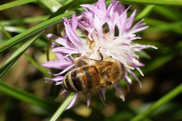 Макрообзор Сверху Кавказской Пчелы Apis Mellifera Пыльцой Ногах Собирающей Нектар — стоковое фото