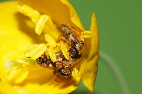 Makro Von Drei Braunen Kaukasischen Käfern Von Pollenfressern Alleculidae Die — Stockfoto