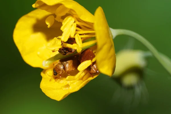 Macro Side View Yellow Celandine Flower Brown Fluffy Beetles Caucasian — Stock Photo, Image