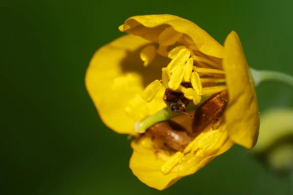 Macro Side View Yellow Celandine Flower Three Brown Fluffy Beetles — Stock Photo, Image