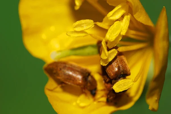 Makro Sida Gul Celandine Blomma Med Kondition Och Bruna Fluffiga — Stockfoto