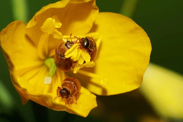 Macro Three Brown Fluffy Caucasian Alleculidae Pollen Beetles Sitting Yellow — Stock Photo, Image