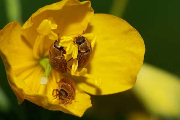 Macro Family Three Brown Caucasian Alleculidae Pollen Beetles Sitting Stamens — Stock Photo, Image